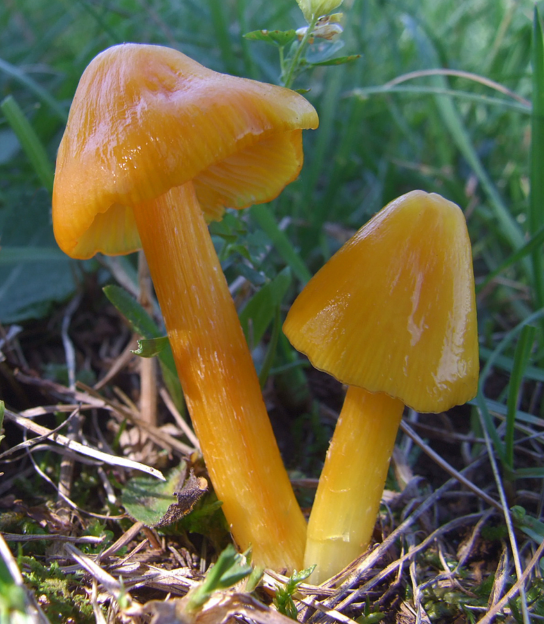 Hygrocybe konradii