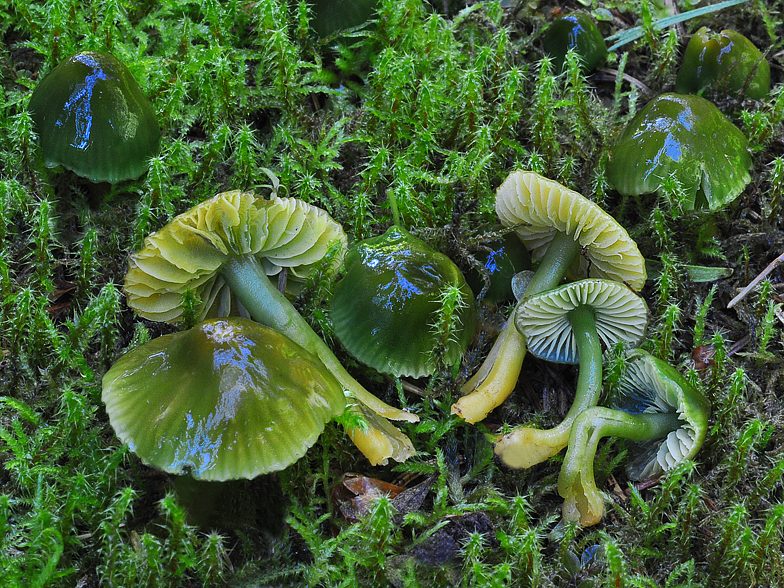 Hygrocybe psittacina