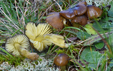 Hygrocybe spadicea