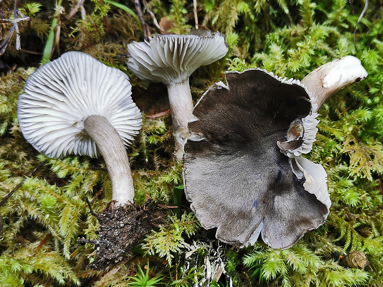 Hygrophorus atramentosus