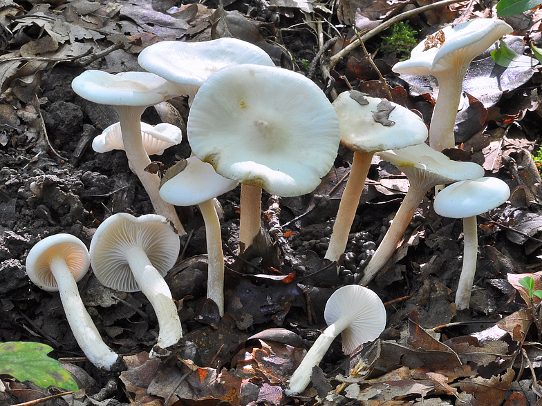 Hygrophorus discoxanthus