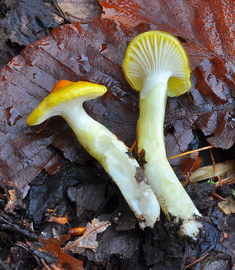 Hygrophorus speciosus