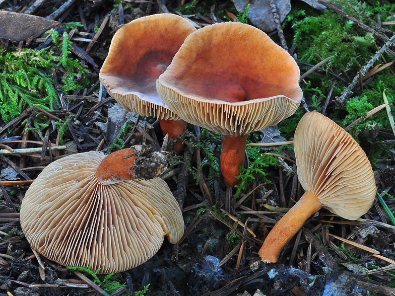 Lactarius aurantiofulvus