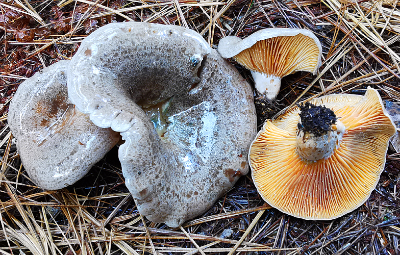Lactarius quieticolor