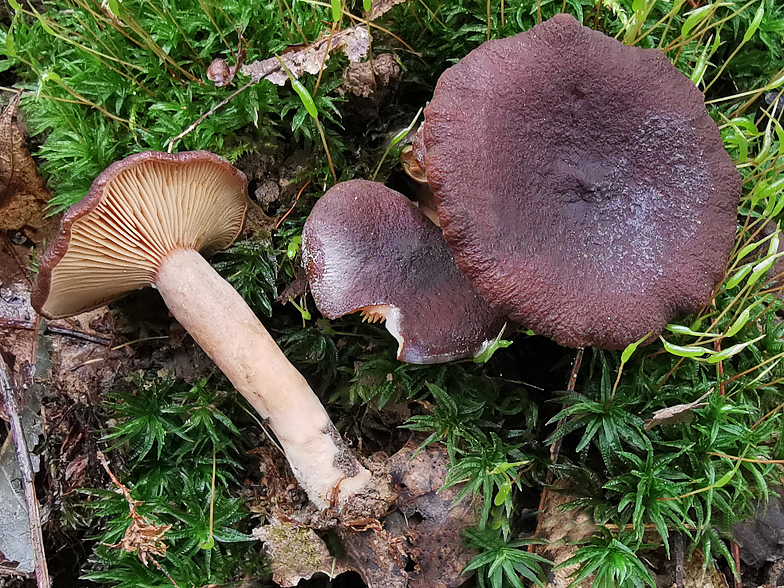 Lactarius subumbonatus