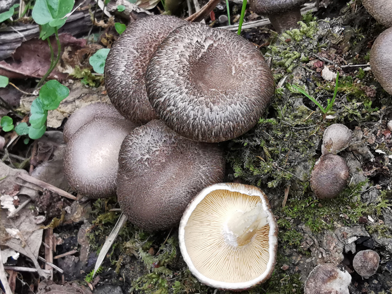 Lentinus tigrinus