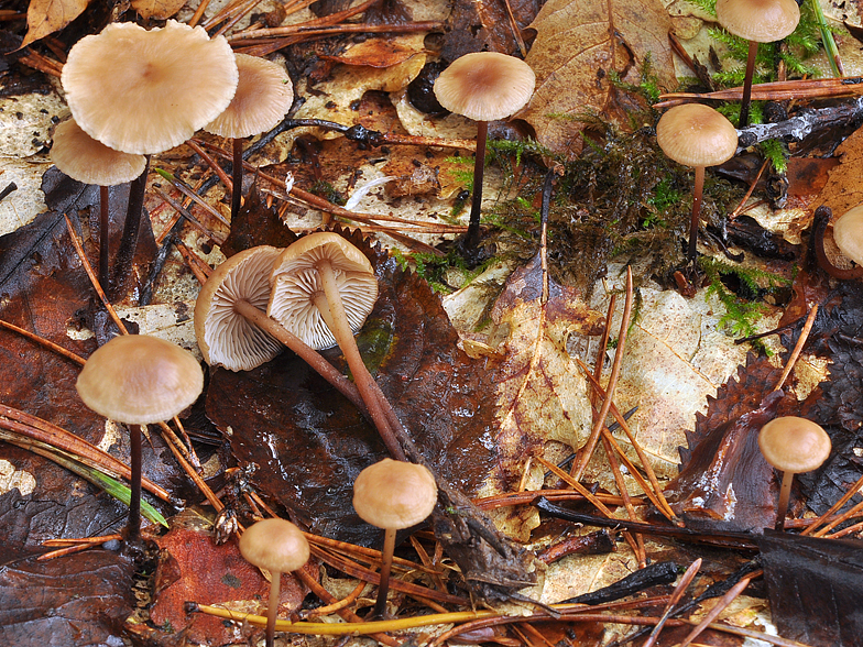 Marasmius scorodonius