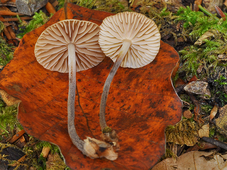 Marasmius scorodonius