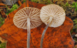 Marasmius scorodonius