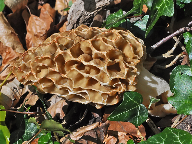 Morchella esculenta 2026