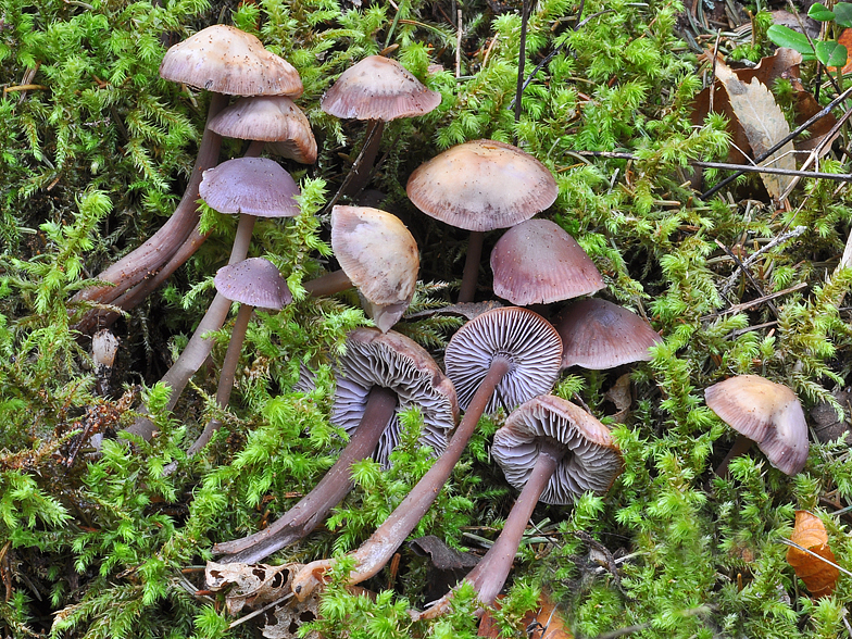 Mycena diosma