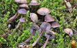 Mycena diosma