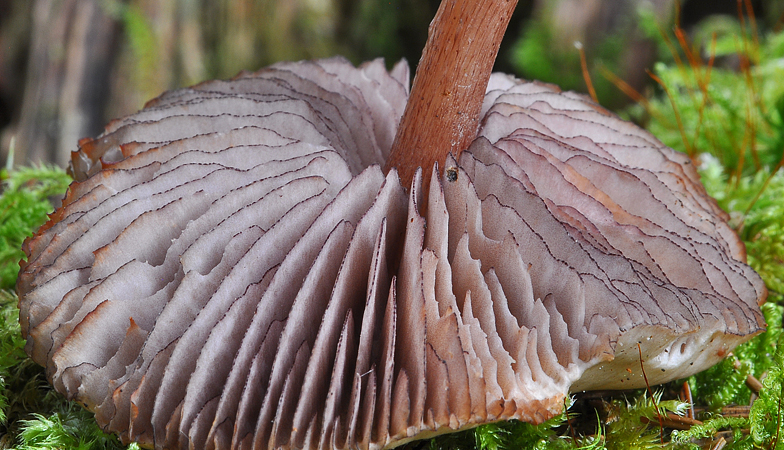 Mycena pelianthina lames 2