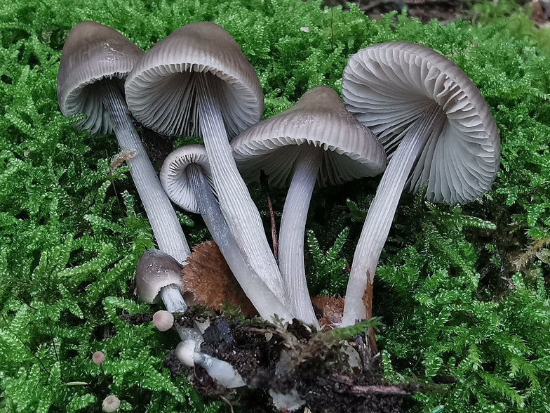 Mycena polygramma