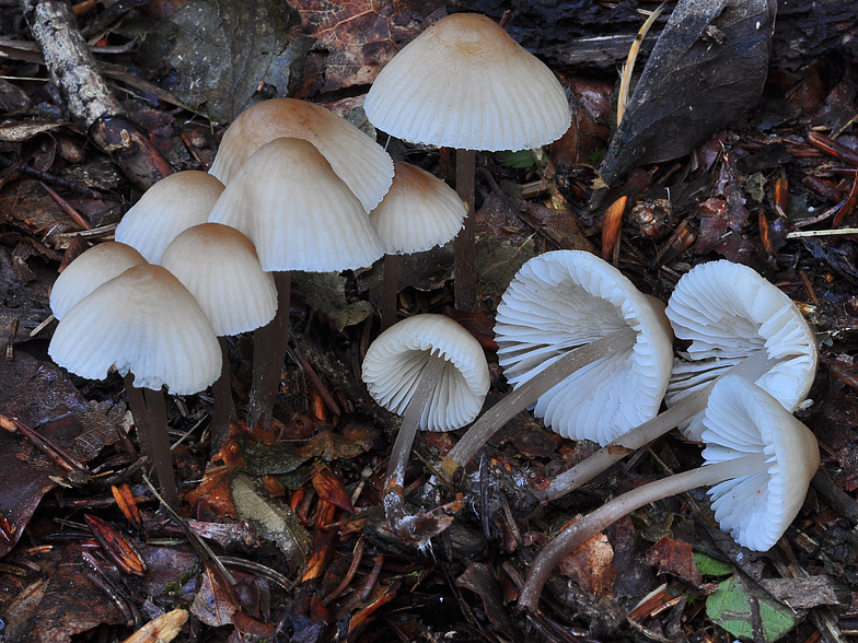 Mycena zephirus