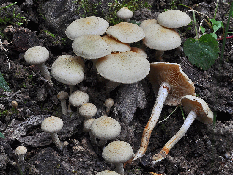 Pholiota gummosa