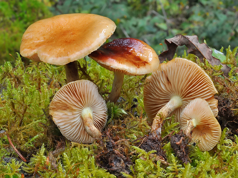 Pholiota spumosa