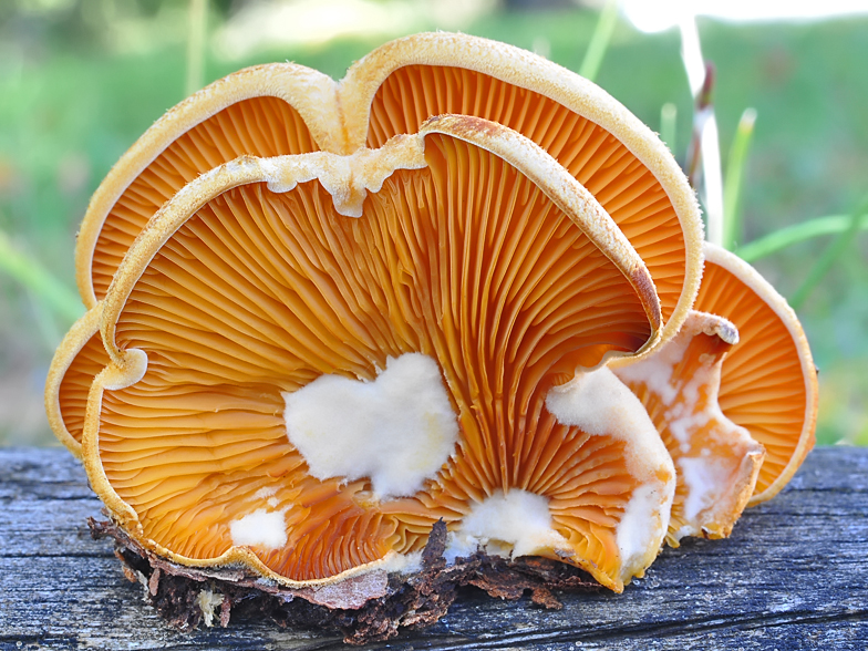 Phyllotopsis nidulans