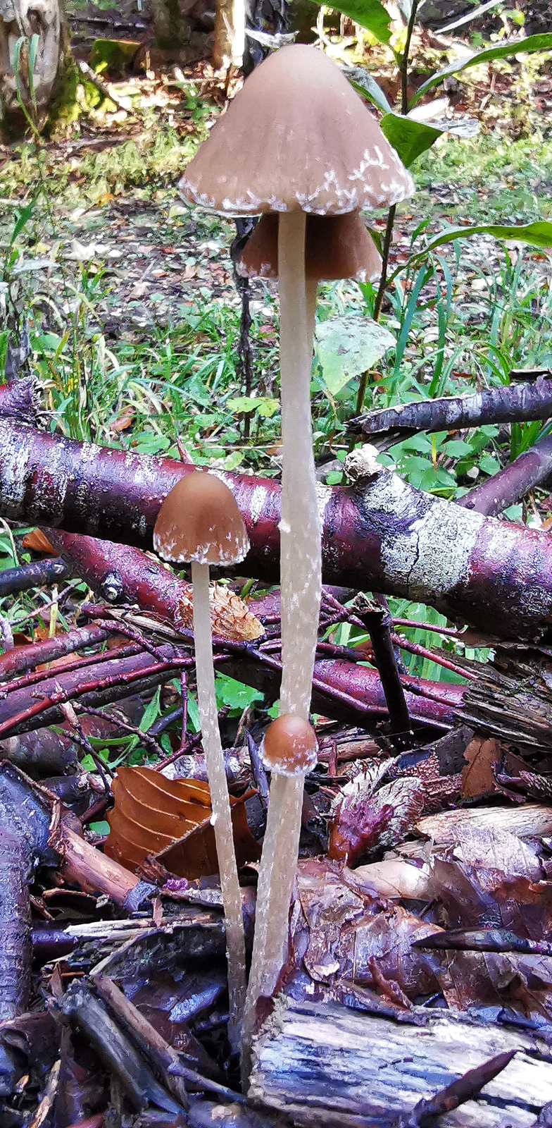 Psathyrella conopilus