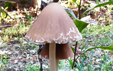 Psathyrella conopilus