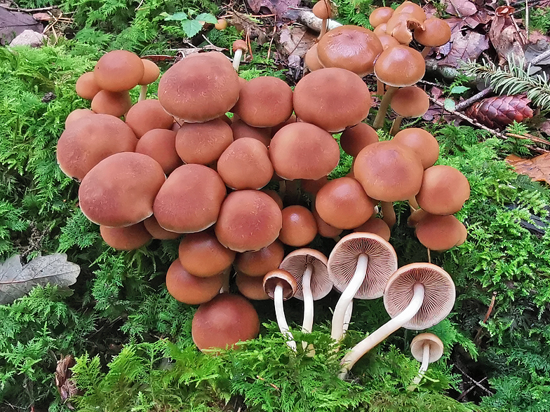 Psathyrella piluliformis