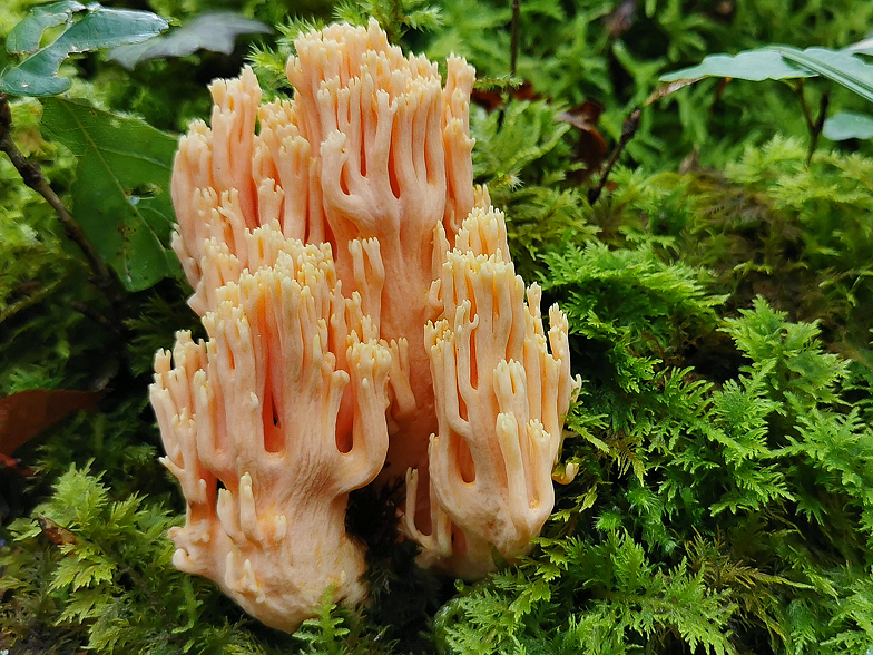 Ramaria formosa