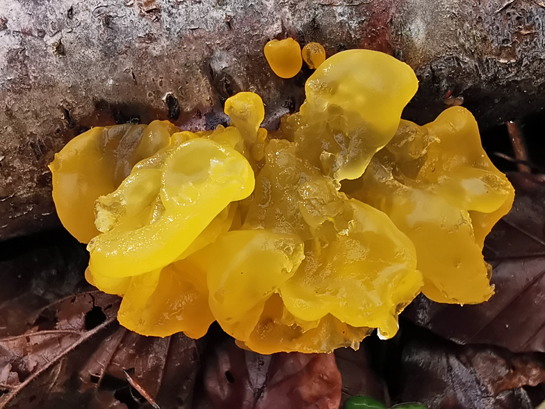 Tremella aurantia