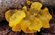 Tremella aurantia