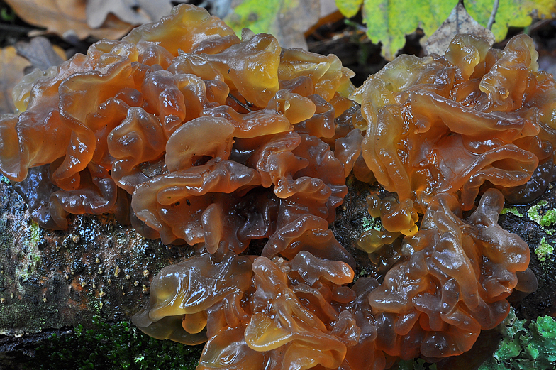 Tremella foliacea 2
