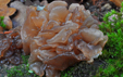 Tremella foliacea