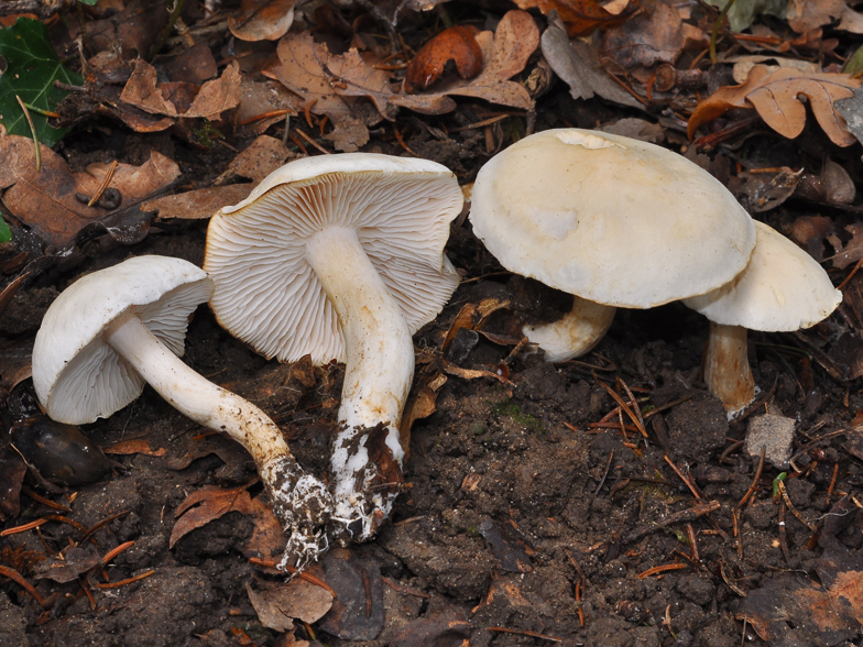 Tricholoma album