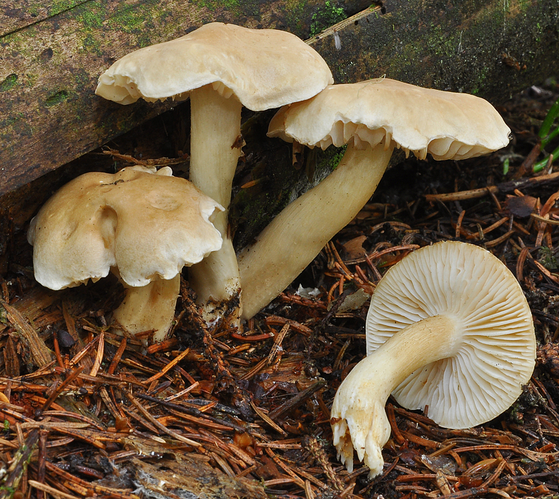 Tricholoma inamoenum