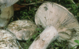 Russula anthracina var insipida