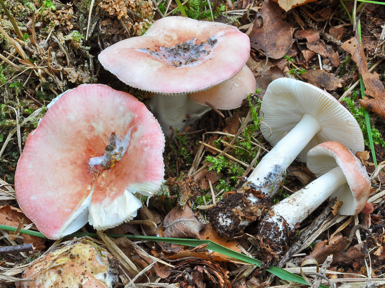 Russula betularum