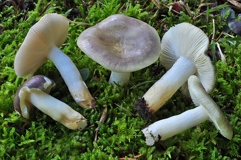 Russula cavipes