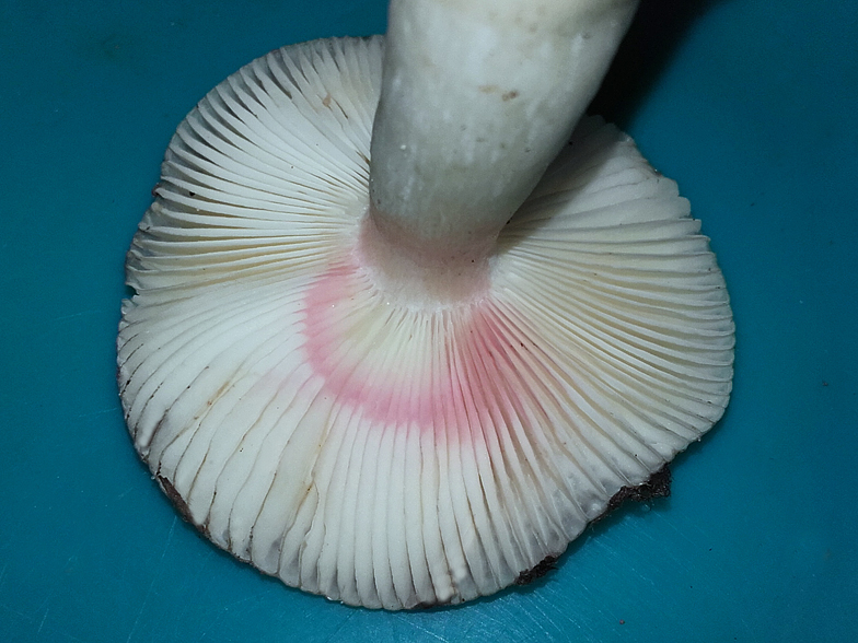 Russula cavipes ammoniaque