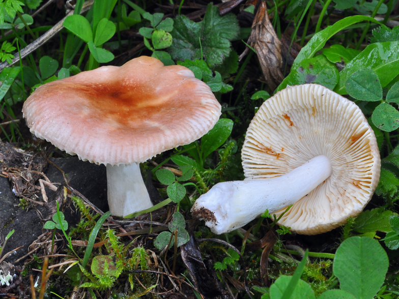Russula nauseosa