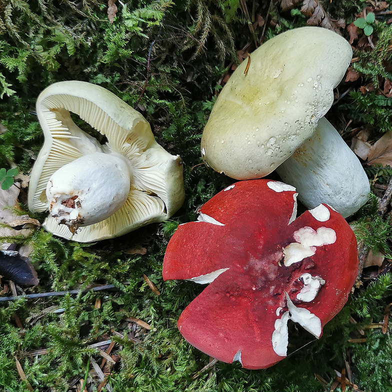 Russula olivacea