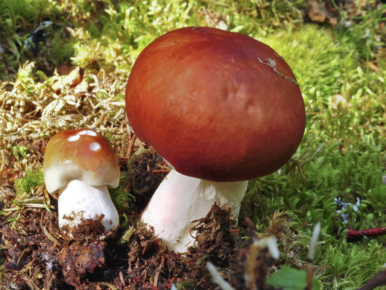 Russula paludosa