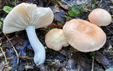 Russula pseudointegra forme persicolor