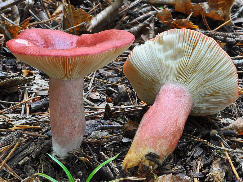 Russula sanguinaria