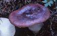 Russula subaffinis