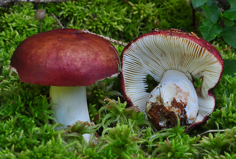 Russula vinosa