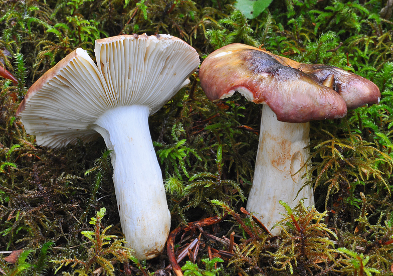Russula viscida