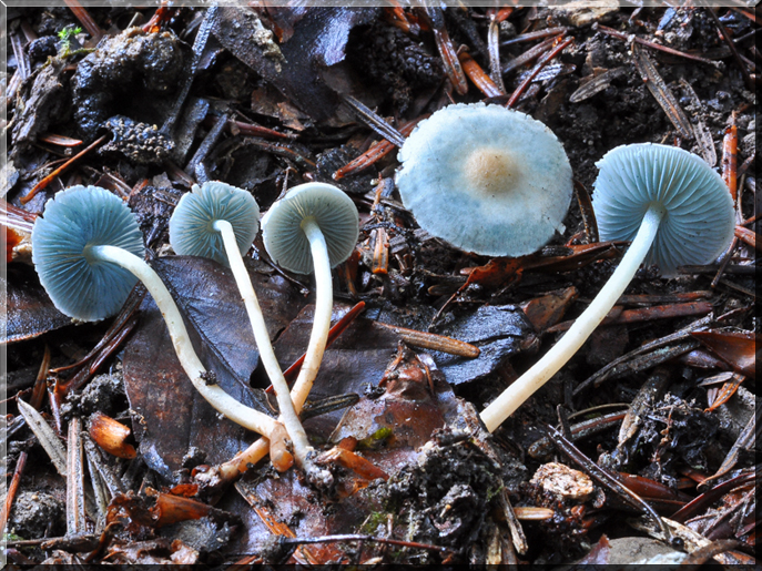 Melanophyllum eyrei