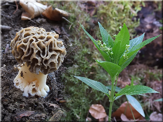 Morchella et Vinca