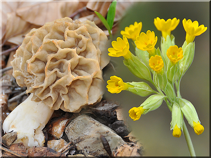 Morchella et Vinca