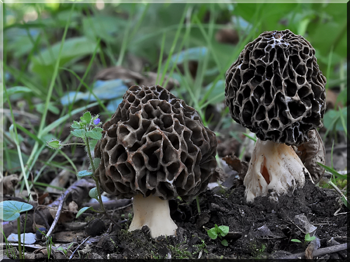 Morchella