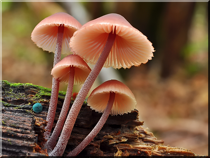 Mycena haematopus