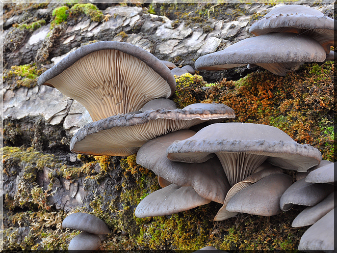 Pleurotus ostreatus